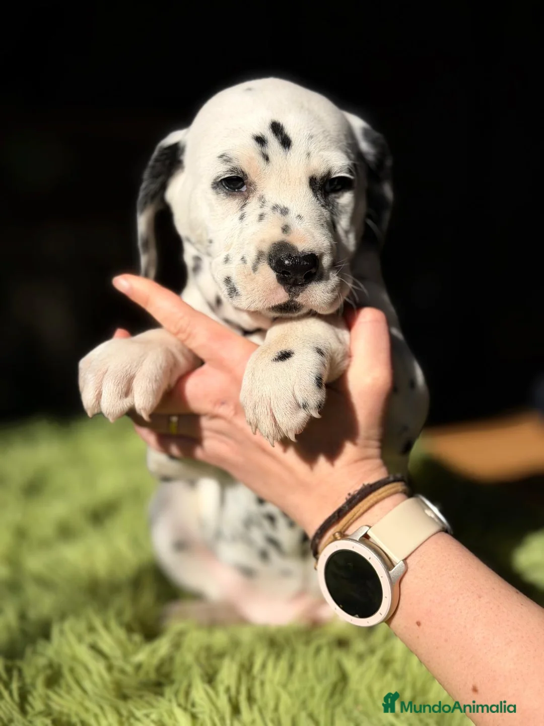 Dálmata perros en venta: Dalmata - Anuncio 1