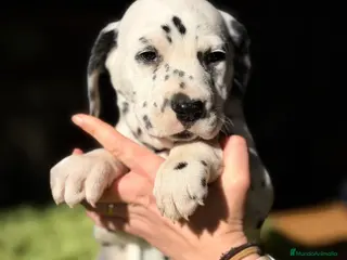 Dálmata perros Dalmata - Anuncio 2