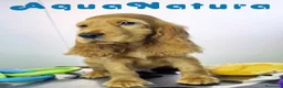 Cocker Spaniel Inglés perros en venta: Cocker Spaniel Macho - Anuncio 5