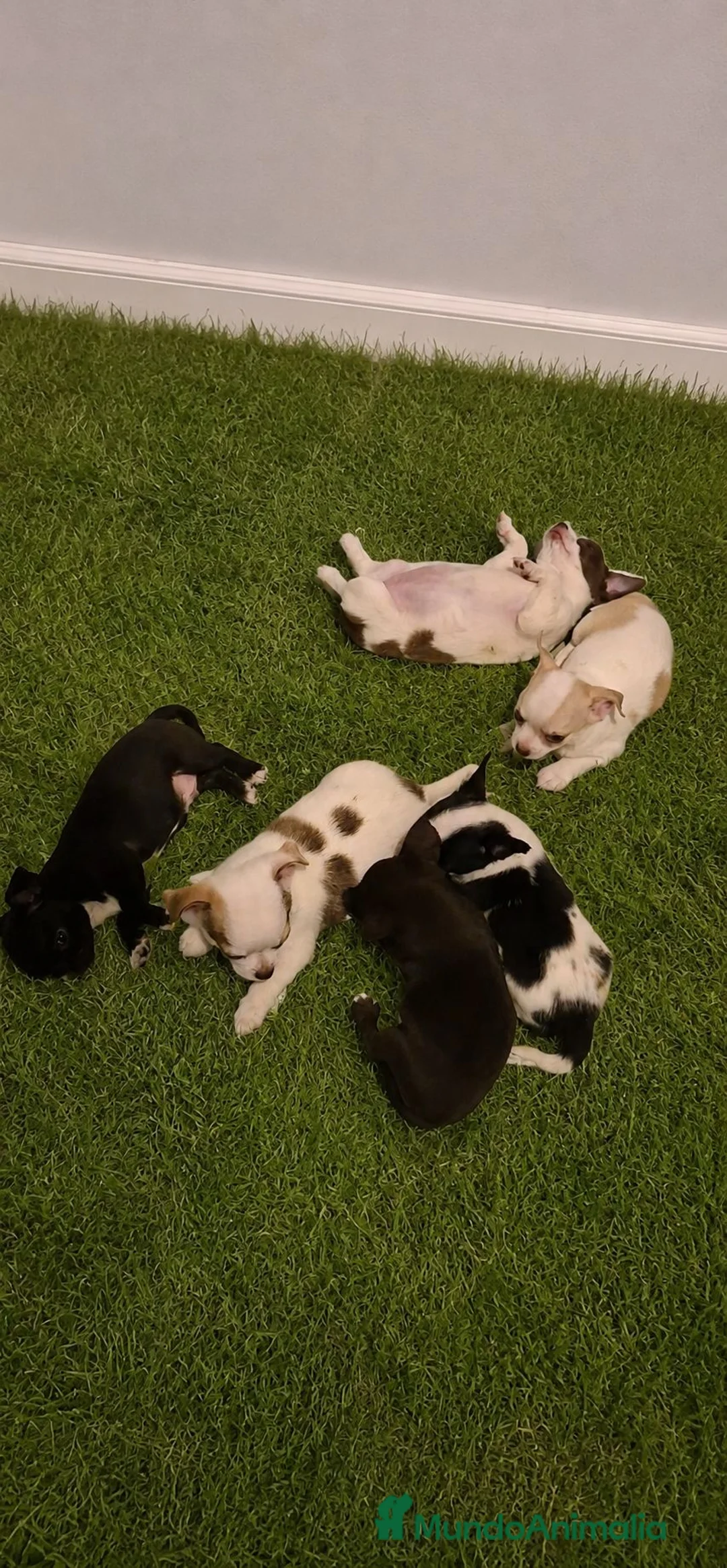 Chihuahua perros en venta: Impresionantes chihuahuas de una calidad maxima - Anuncio 2
