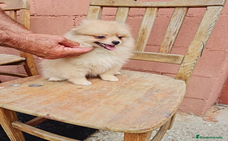 Pomerania perros - Anuncio 1