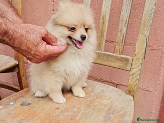 Pomerania perros - Anuncio 13
