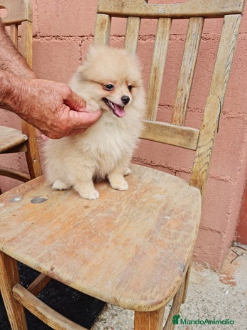 Pomerania perros - Anuncio 1