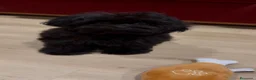 Shihpoo perros en venta: Monísima ShihPoo negra - Anuncio 3