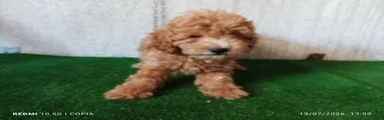 Caniche Enano 1