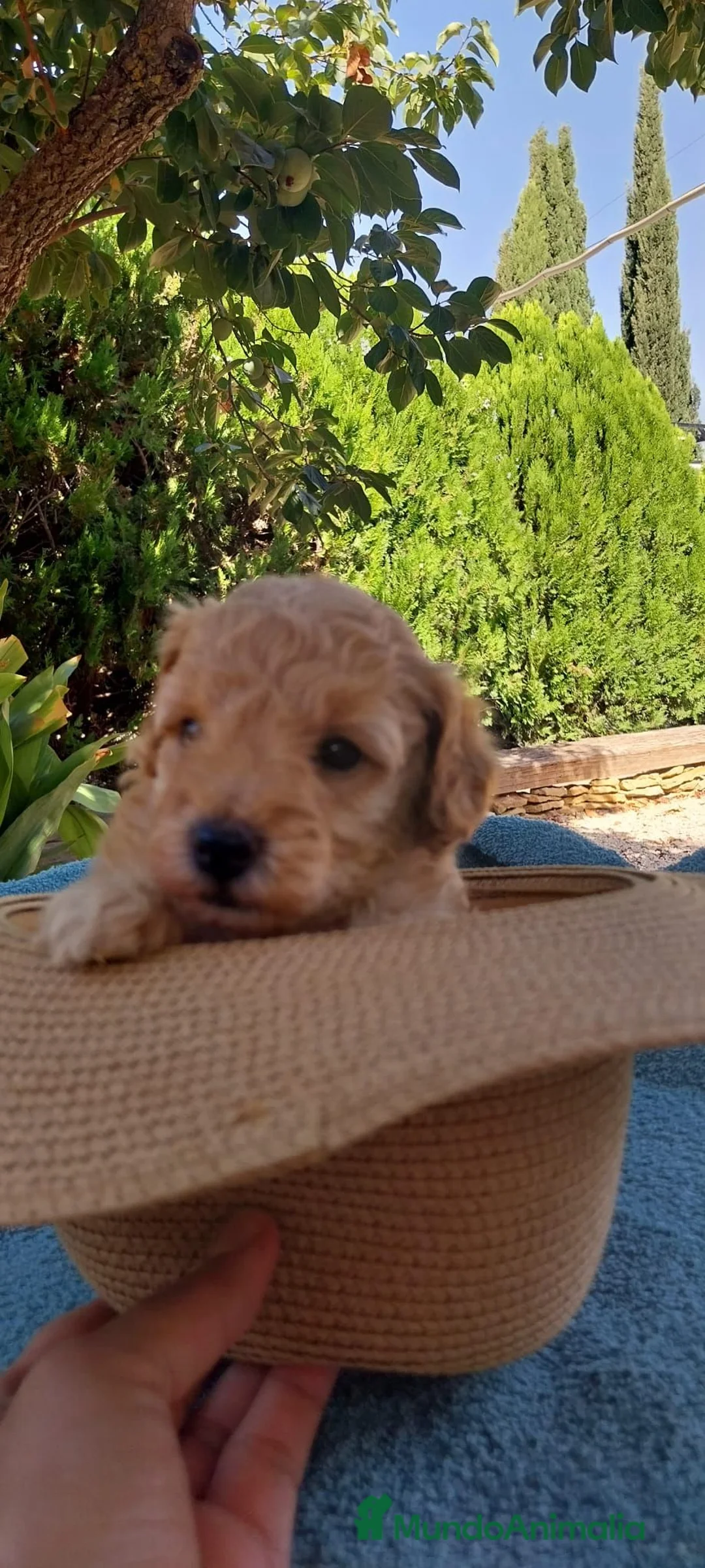 Caniche Toy perros en venta: Caniche toy - Anuncio 2