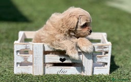 Maltipoo perros en venta: PRECIOSO MALTIPOO - Imagen 3