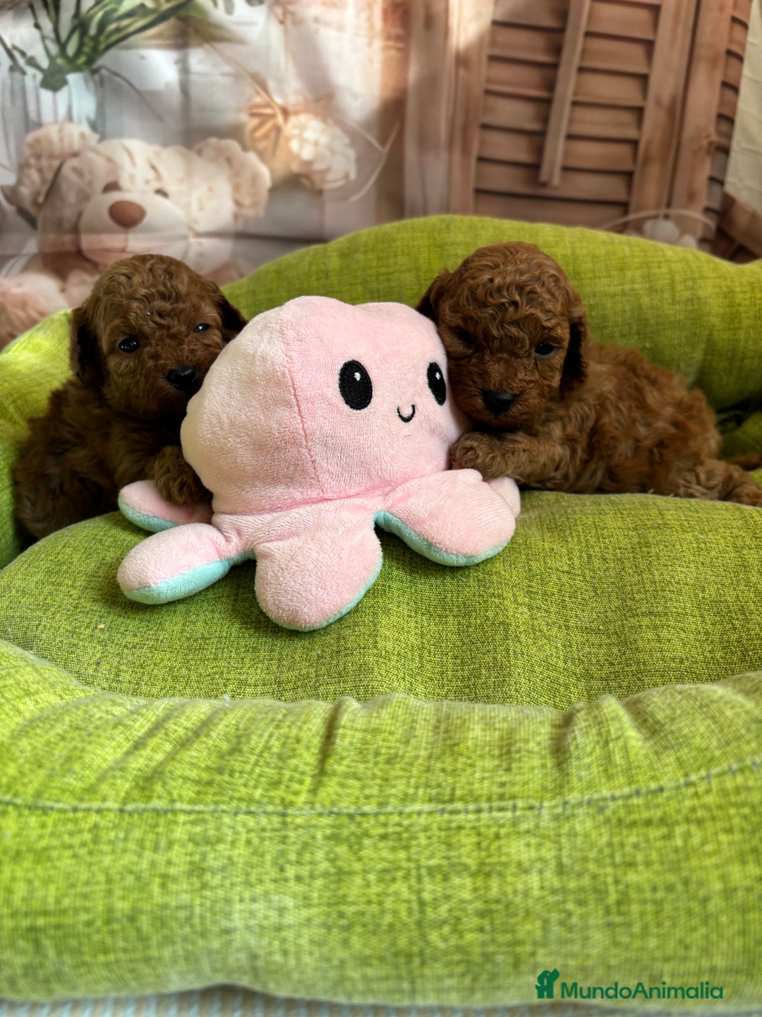 Caniche Toy perros en venta: Caniche Toy rojo hembras y macho  - Anuncio 6