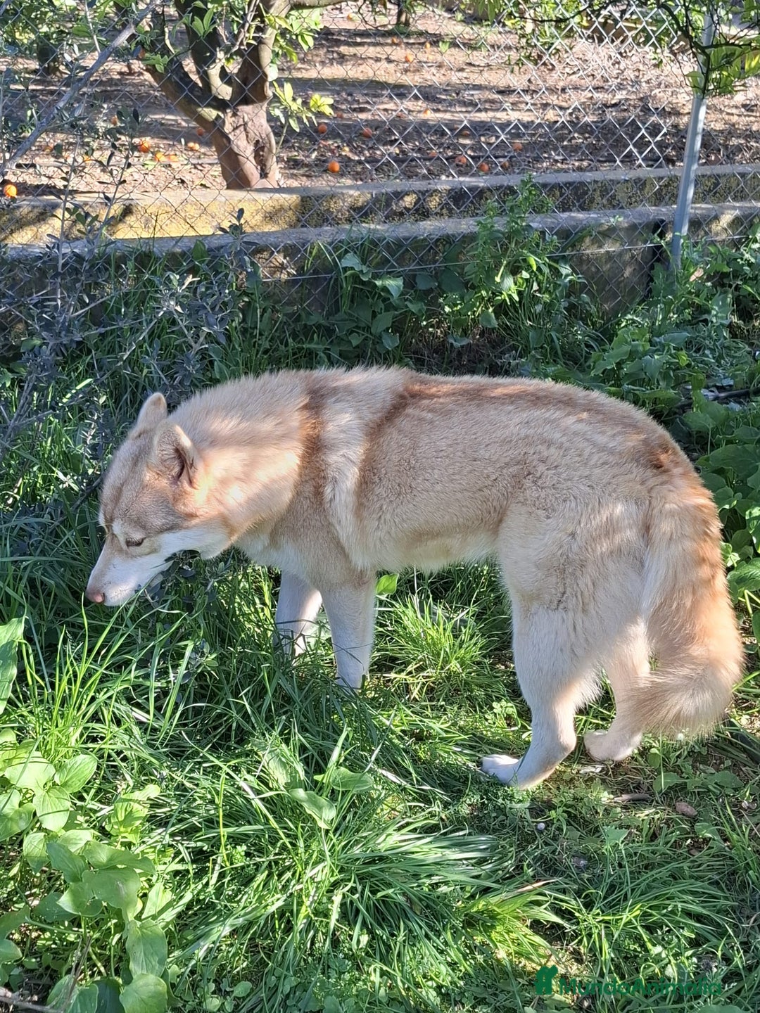 Husky Siberiano perros en venta: Husky siberiano - Anuncio 4