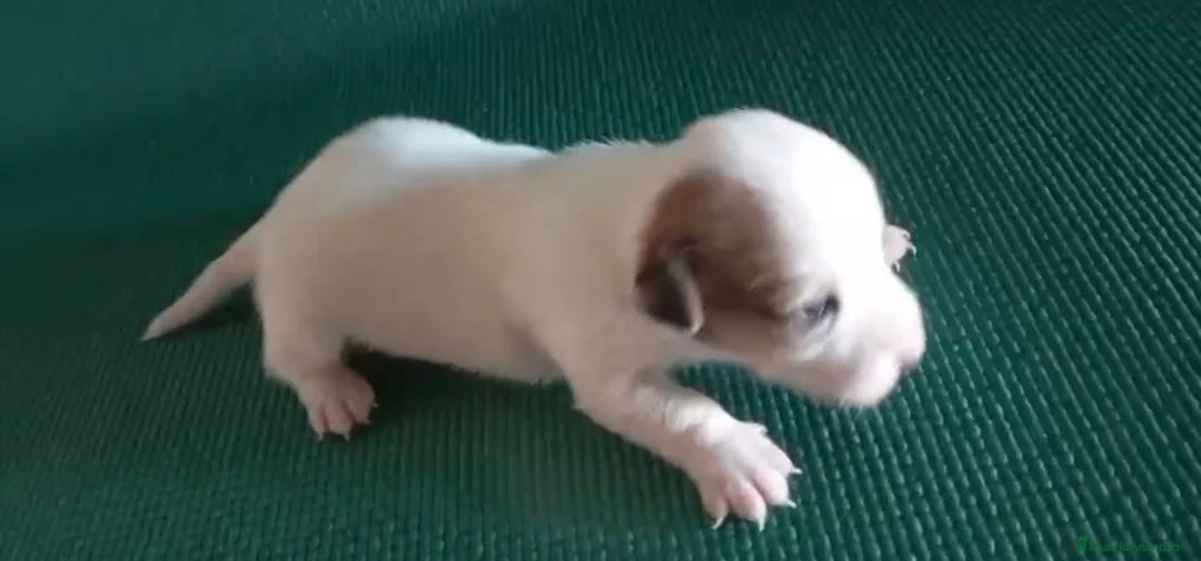 Jack Russell Terrier perros en venta: Camada de Jack russell - Anuncio 2