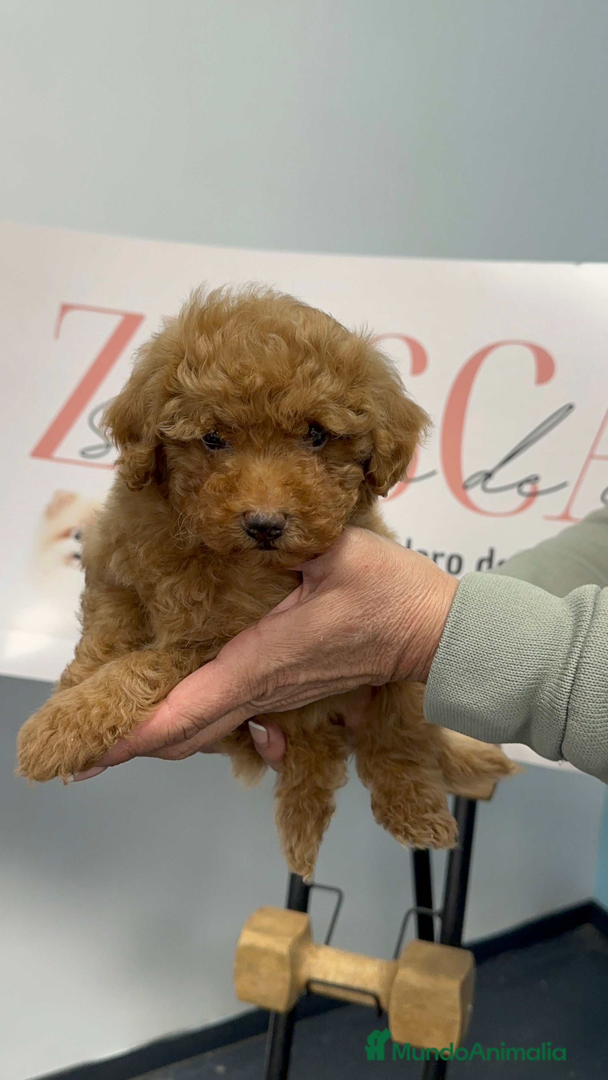 Caniche Toy perros Disponible Caniche Toy color apricot ✨ - Anuncio 3