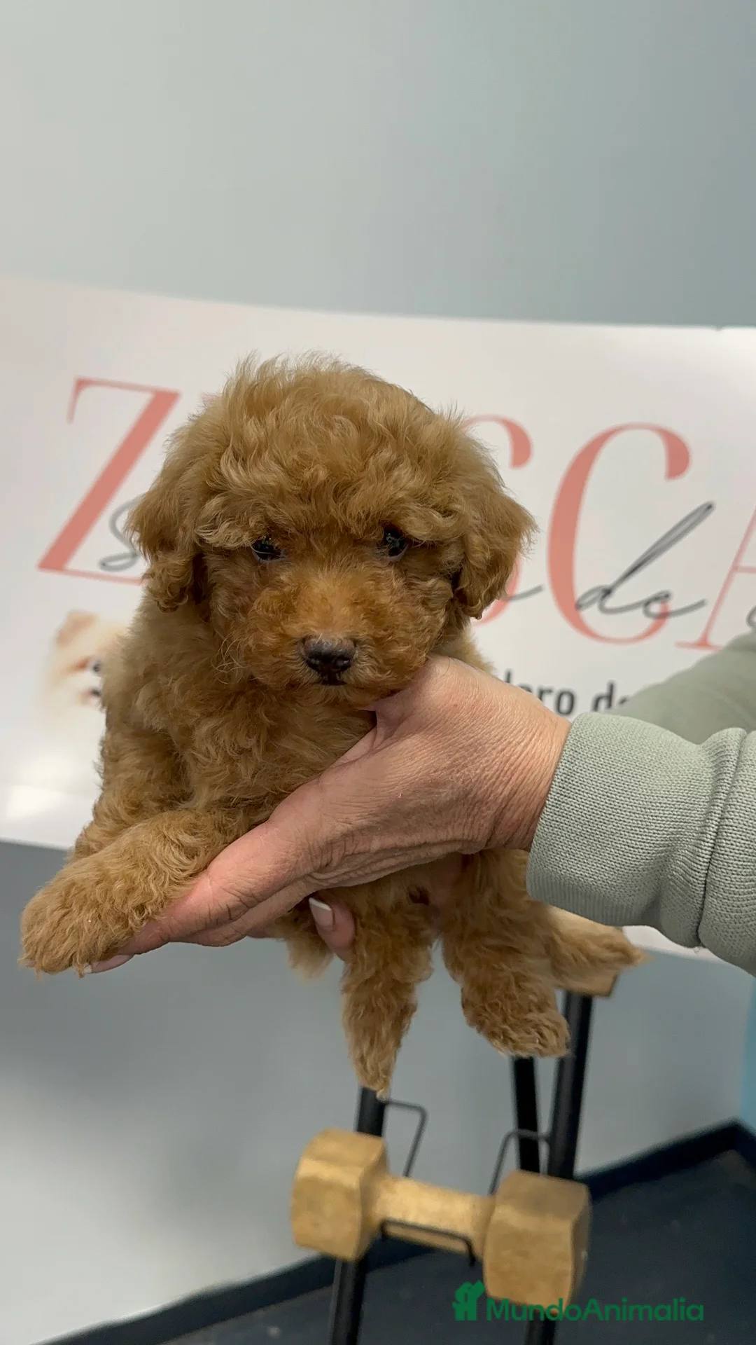 Caniche Toy perros en venta: Disponible Caniche Toy color apricot ✨ - Anuncio 1