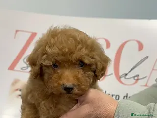Caniche Toy perros Disponible Caniche Toy color apricot ✨ - Anuncio 3