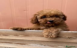 Caniche Toy perros en venta: CANICHE ROJA - Imagen 2