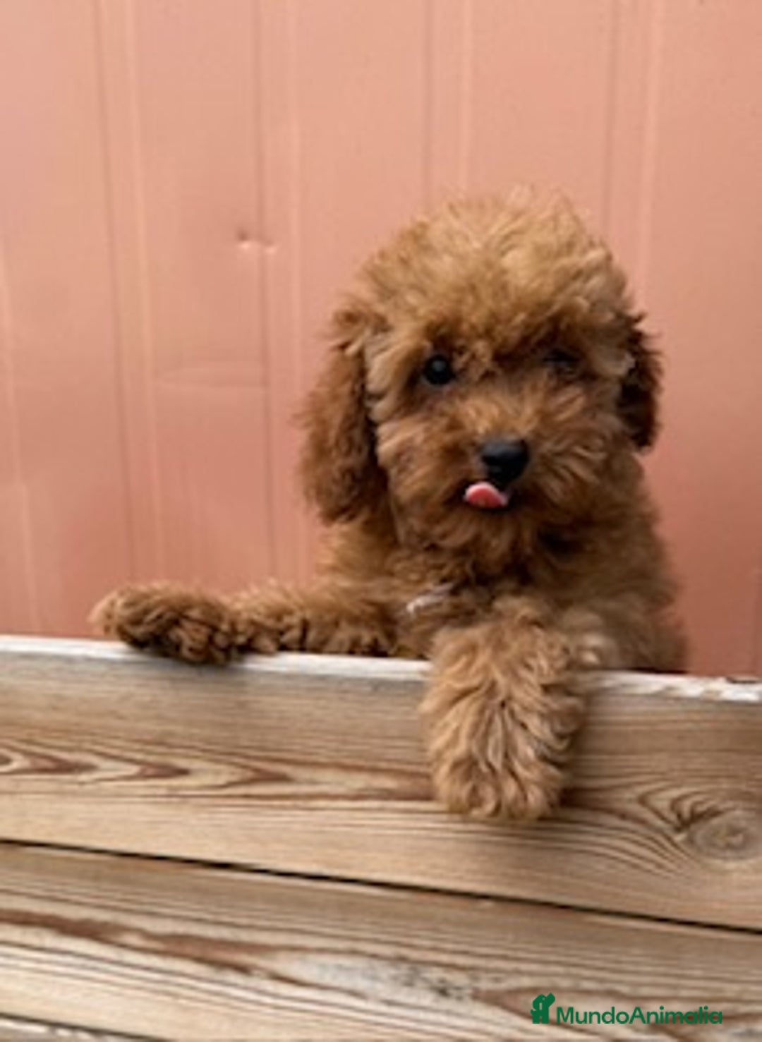Caniche Toy perros en venta: CANICHE ROJA - Imagen 2