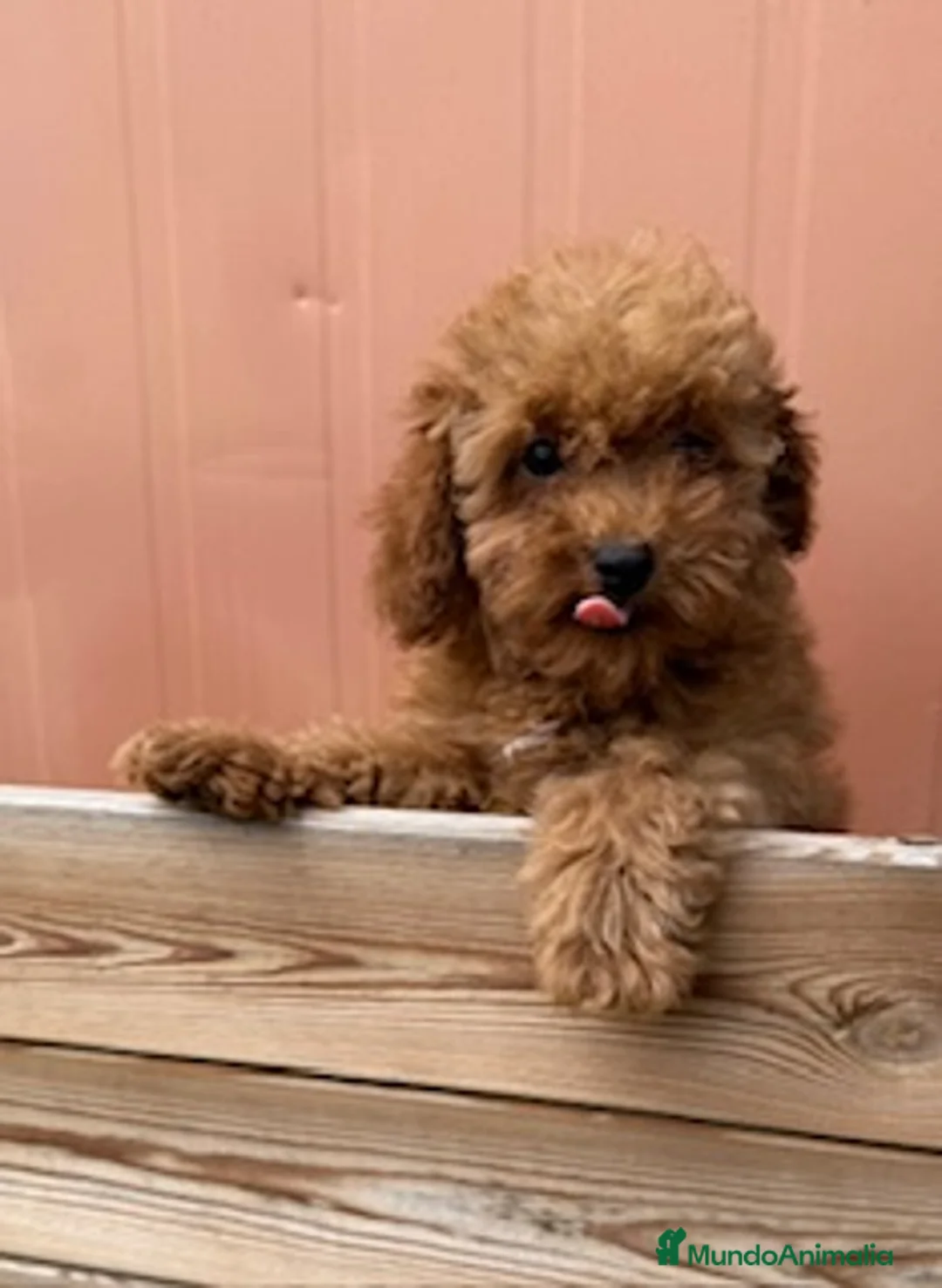 Caniche Toy perros en venta: CANICHE ROJA - Anuncio 2