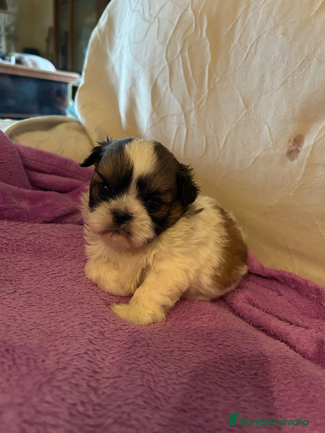 Shih Tzu perros en venta: CACHORROS DE SHIH TZU - Anuncio 6