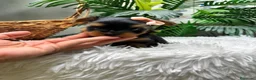 Yorkshire Terrier perros en venta: YORKSHIRE TERRIER HEMBRAS - Anuncio 25