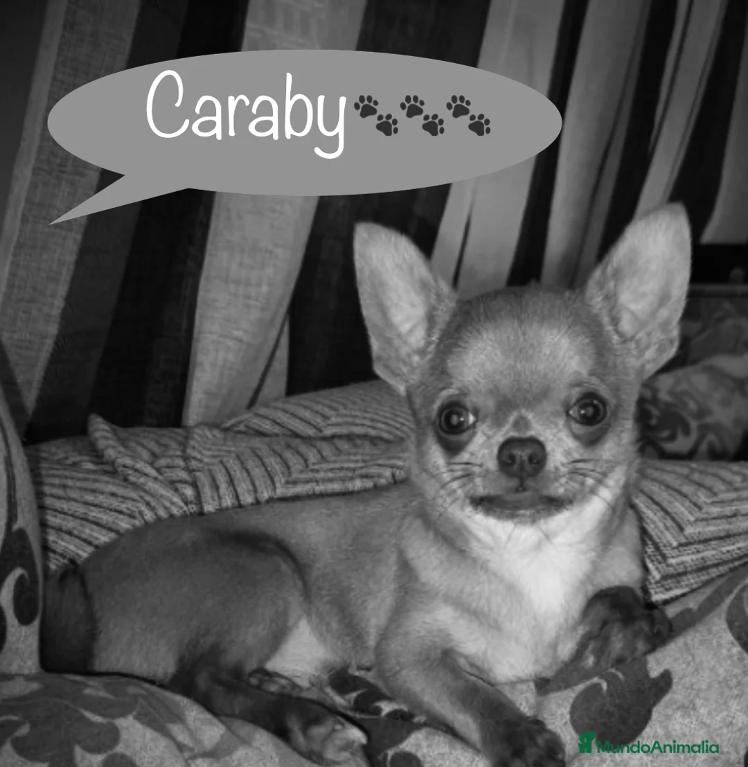 Chihuahua perros en venta: Caraby Chihuahuas en Benidorm  en Alicante - Anuncio 1