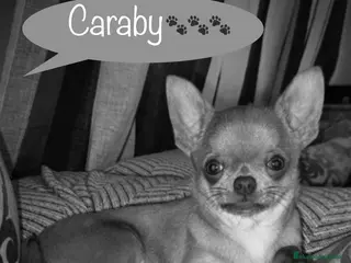Chihuahua perros Caraby Chihuahuas en Benidorm en Alicante - Anuncio 38