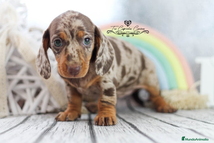 Teckel perros en Cantabria - Anuncio 17