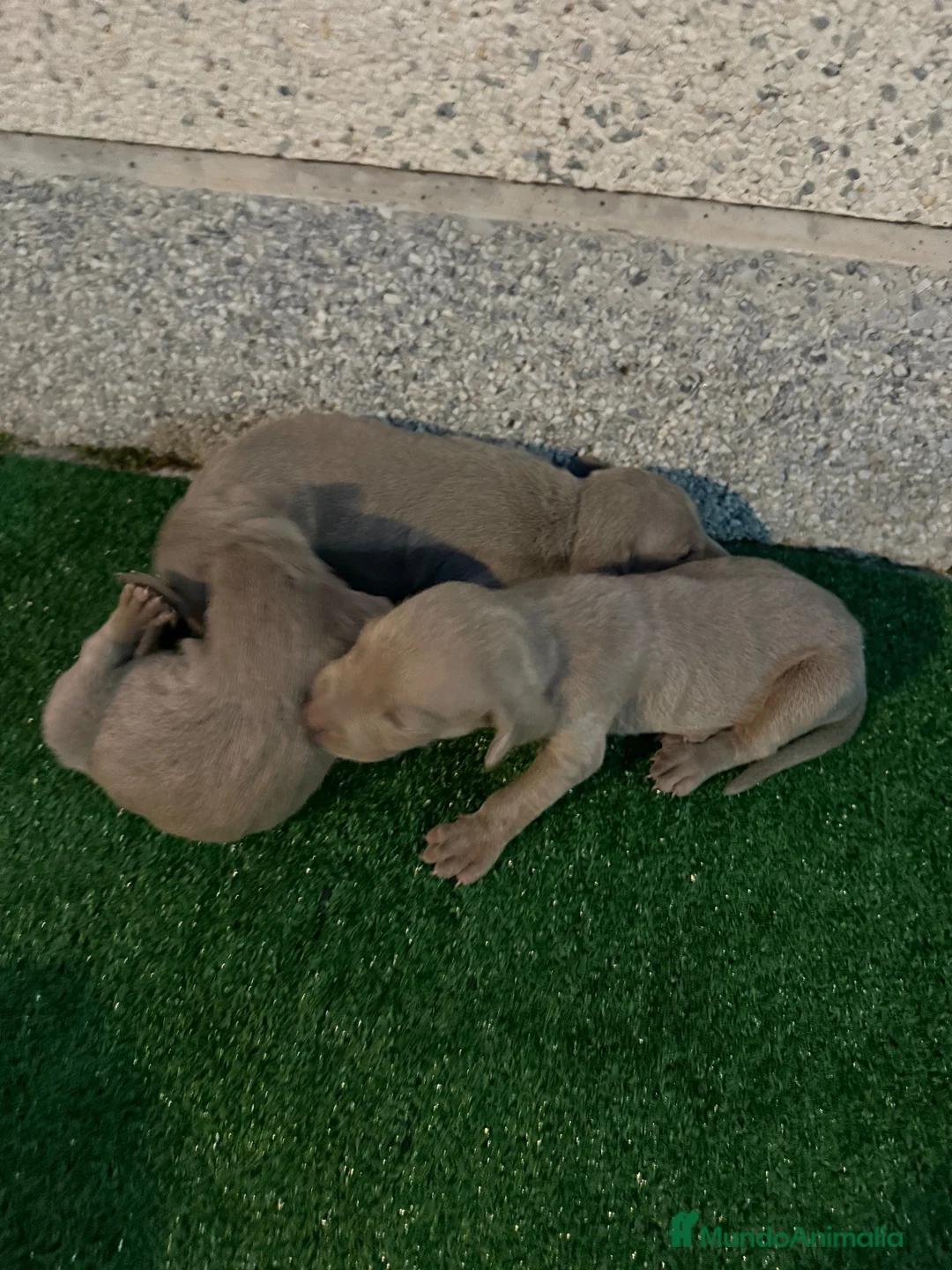 Weimaraner perros en venta: 🐾✨ BRACOS DE WEIMAR EN RESERVA ✨🐾 en Barcelona - Anuncio 10