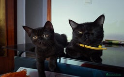 Exótico de Pelo Corto gatos en venta: Raza exótica - Imagen 2