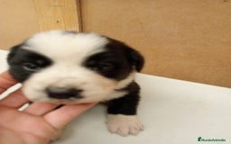Border Collie perros en venta: Border collie  - Imagen 7