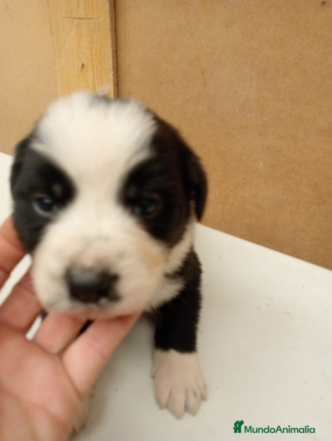 Border Collie perros en venta: Border collie  - Imagen 7