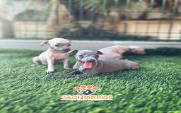 Pequeño Lebrel Italiano perros en venta: Lebrel italiano. Piccolo - Imagen 3