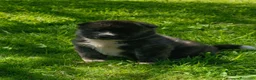 Akita Americano perros en venta: Akita americano - Anuncio 1