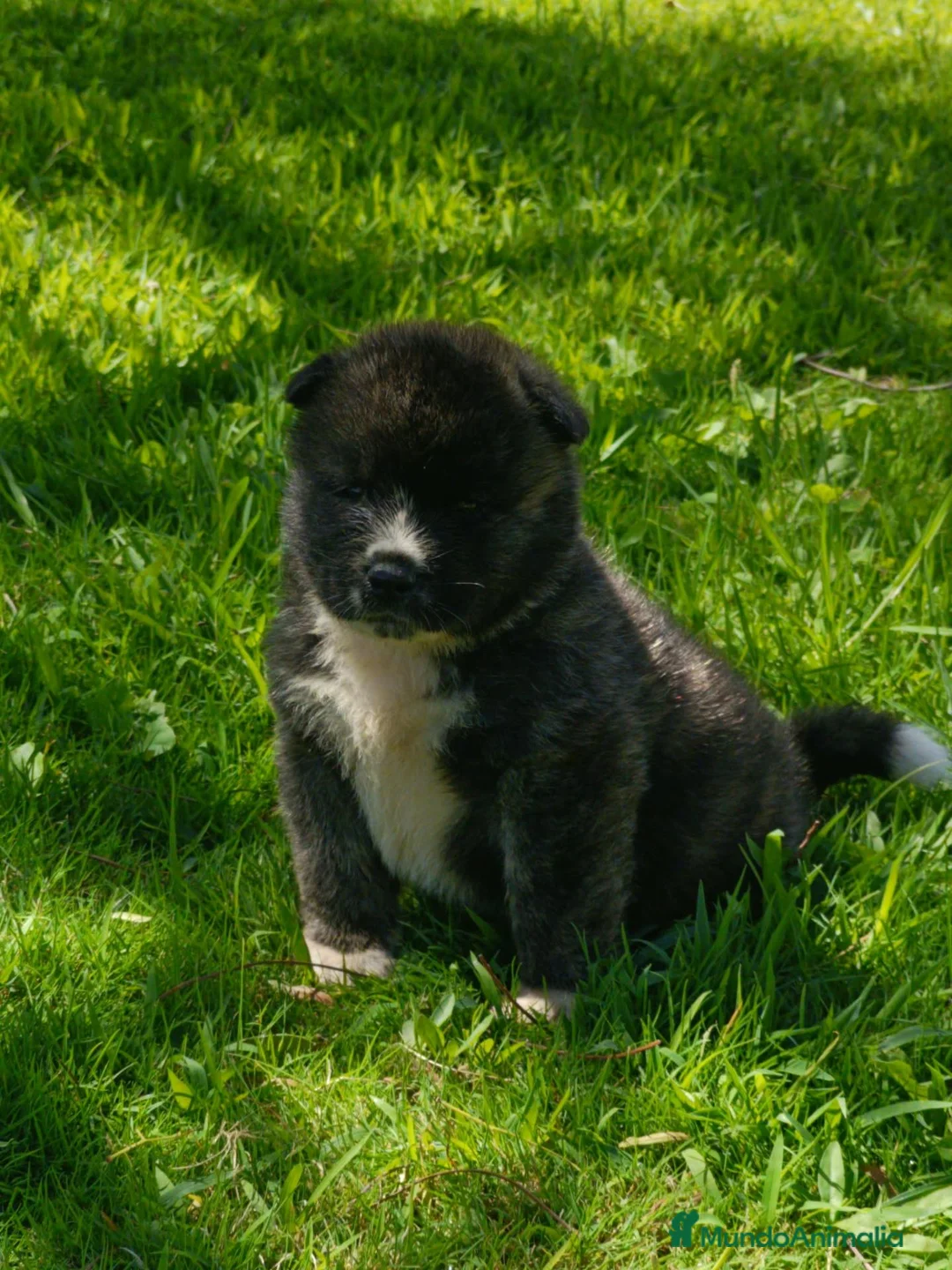 Akita Americano perros en venta: Akita americano - Anuncio 1