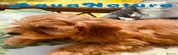 Bichón Habanero perros en venta: Havapoo Hembra de Haya y Alejo 6891 - AQUANATURA en Barcelona - Anuncio 5