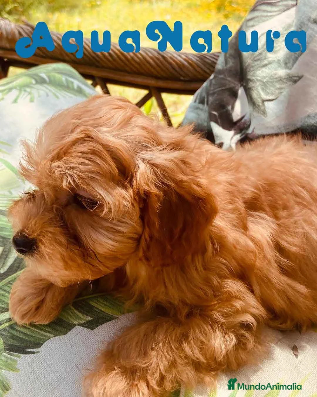 Bichón Habanero perros en venta: Havapoo Hembra de Haya y Alejo 6891 - AQUANATURA en Barcelona - Anuncio 5