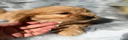 Cavapoo perros en venta: CAVAPOO - Anuncio 10