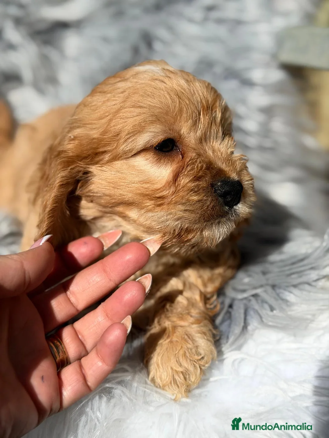 Cavapoo perros en venta: CAVAPOO - Anuncio 10