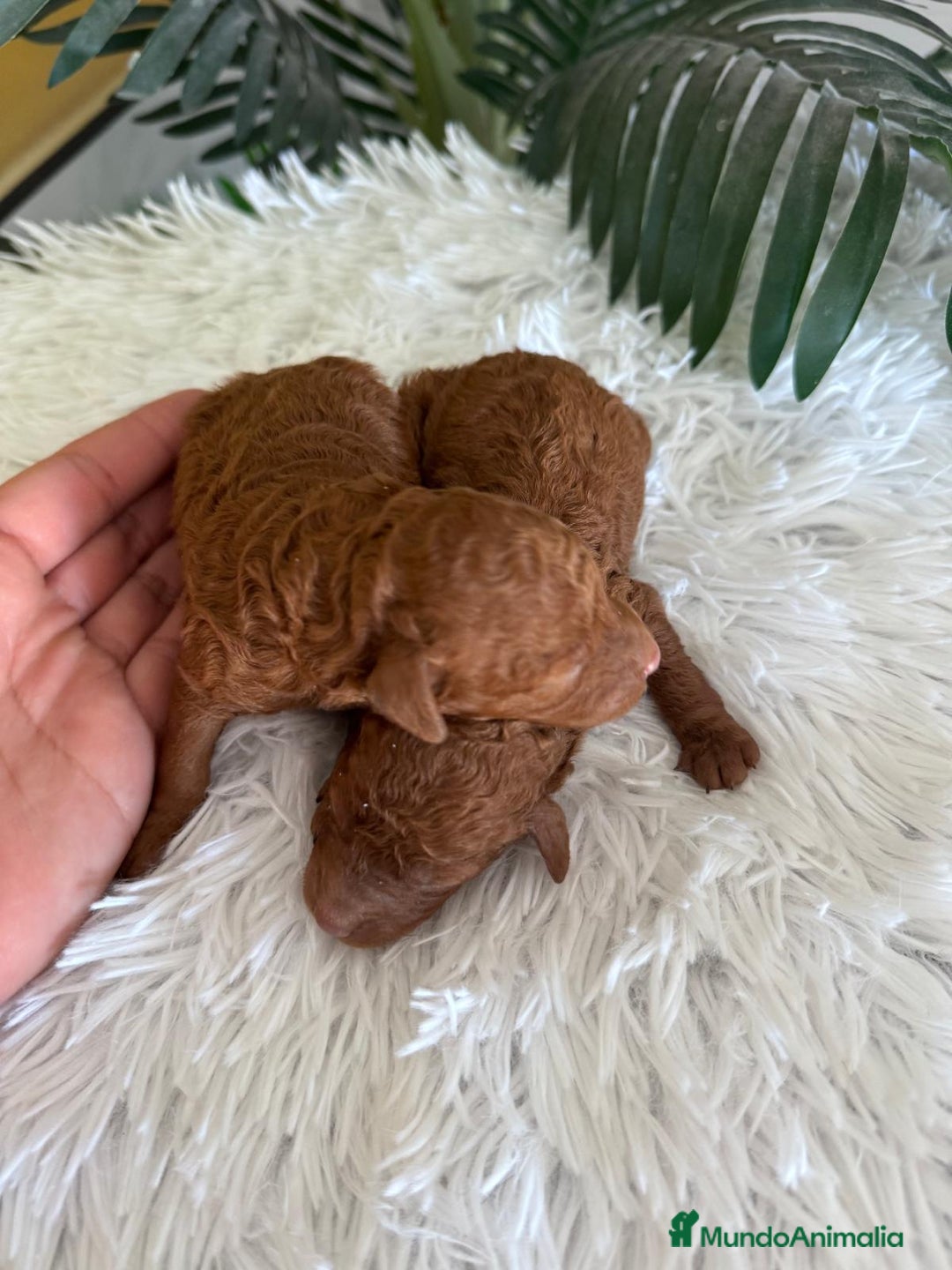 Caniche Toy perros en venta: CANICHE TOY ROJO - Imagen 10