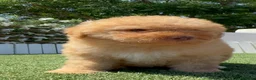 Perro de Agua Español perros en venta: PERRO DE AGUA ESPAÑOL - Anuncio 10