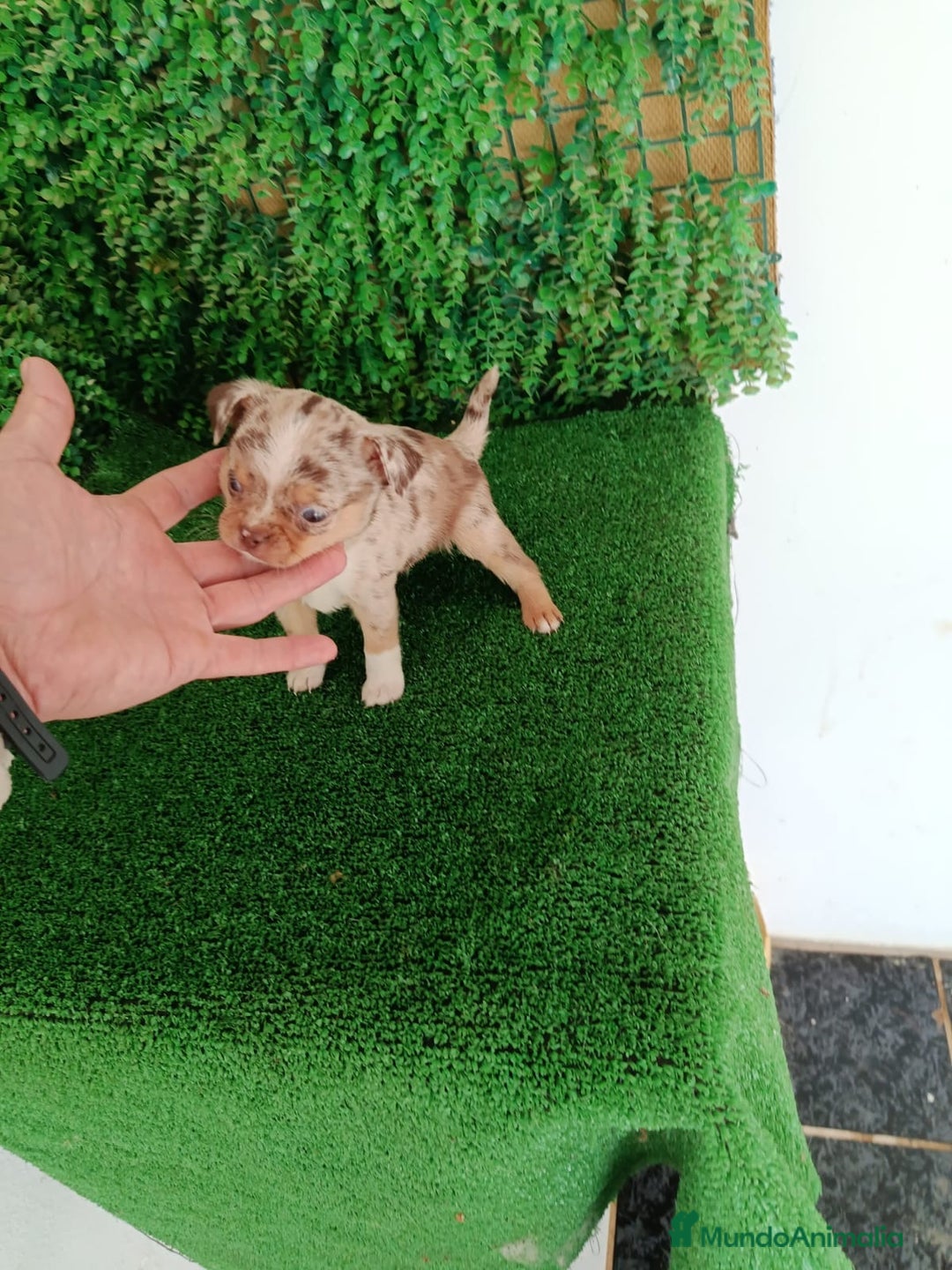 Chihuahua perros en venta: Chihuhuas  - Anuncio 3