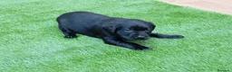 Labrador Retriever perros en venta: Camada de labradores  en Toledo - Anuncio 6