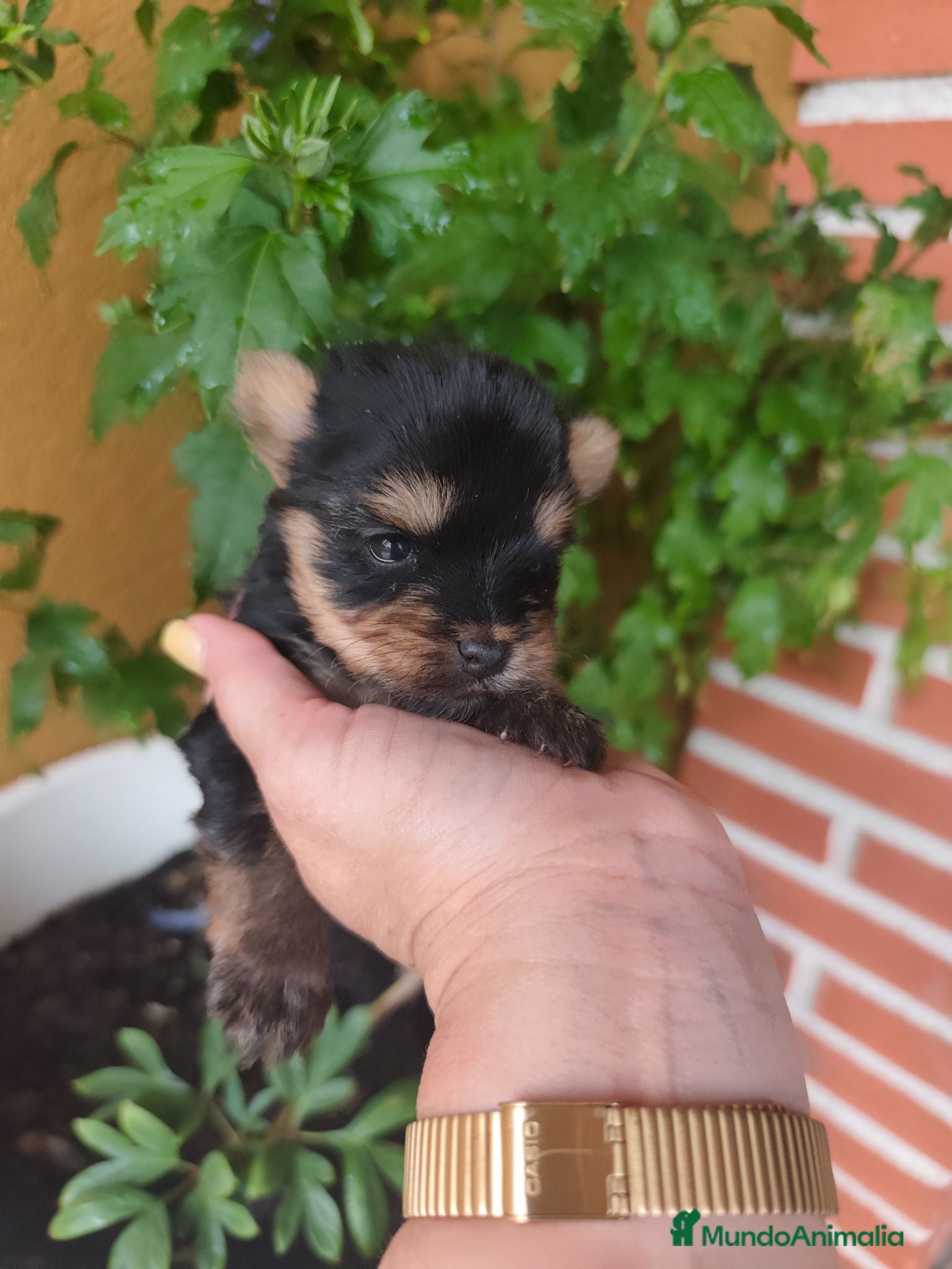 Yorkshire Terrier perros Preciosos yorkshire  - Anuncio 1