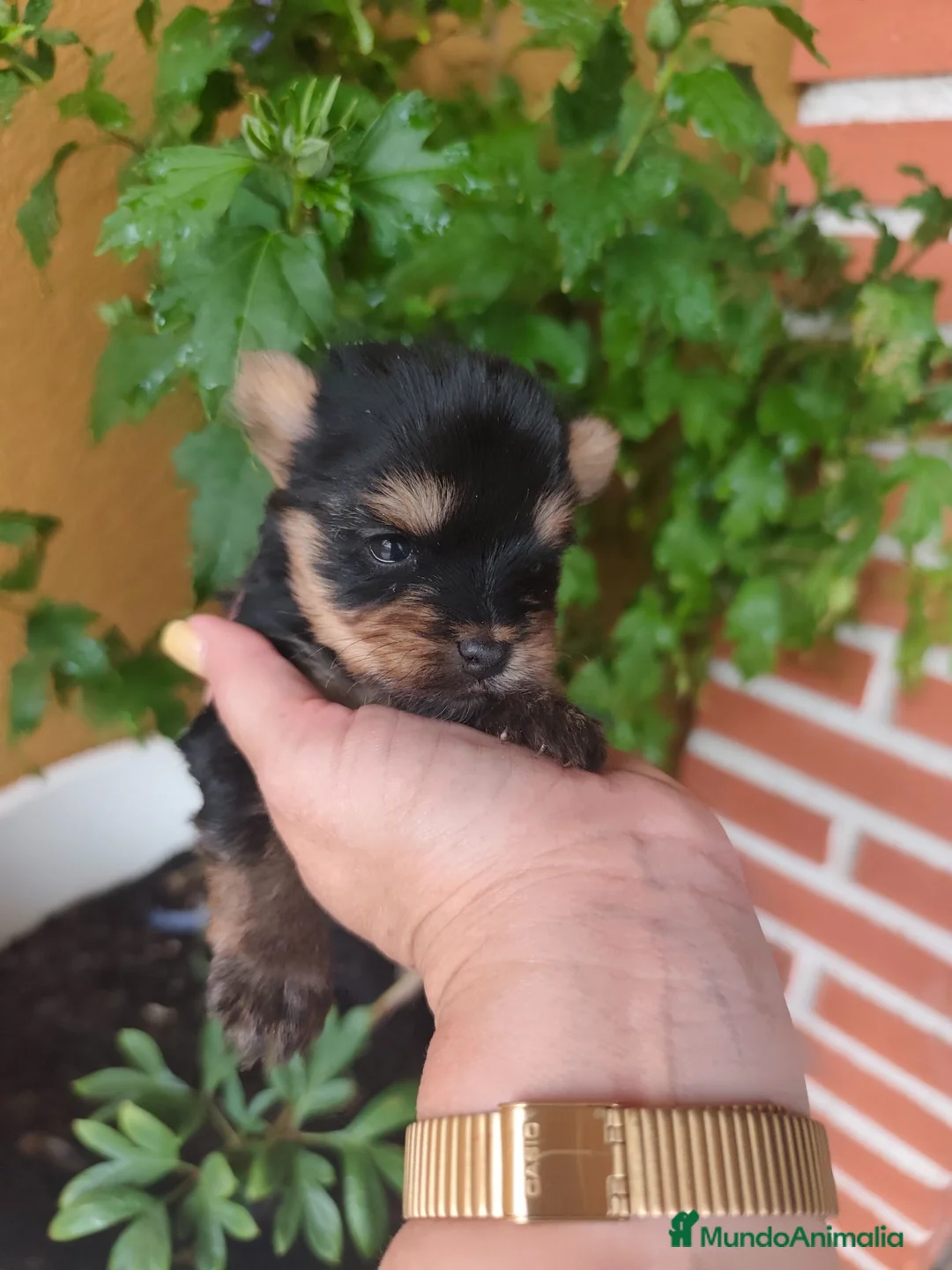 Yorkshire Terrier perros en venta: Preciosos yorkshire  en Salamanca - Anuncio 1