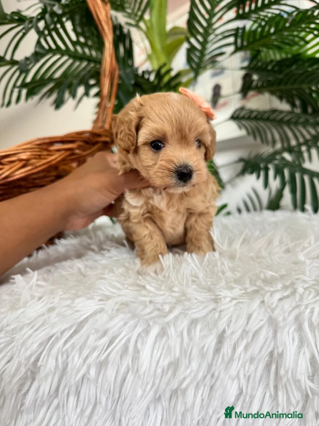Maltipoo perros en venta: MALTIPOO HEMBRA - Anuncio 2