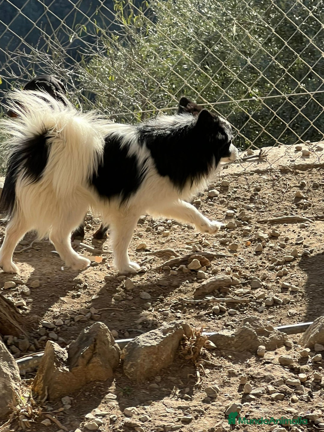 Pomerania perros en venta: Pomeranian macho  - Anuncio 4