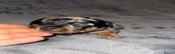Pinscher Miniatura perros en venta: Pinscher miniatura - Anuncio 12