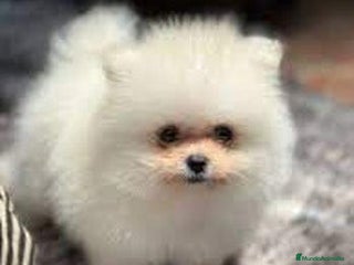 Pomerania perros Pomerania Lulu Toy Macho Blanco Disponible - Anuncio 1