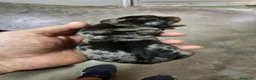 Teckel perros en venta: Bonitos cachorros de Arlequín - Anuncio 4