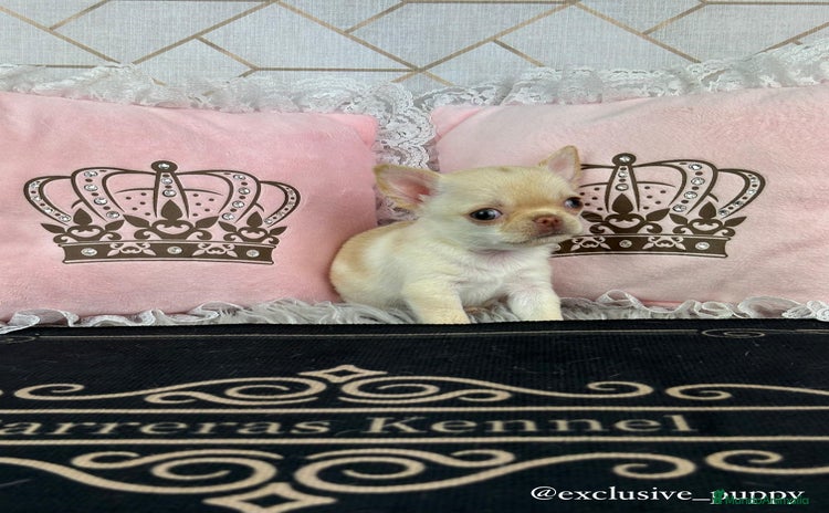 Chihuahua perros - Anuncio 2
