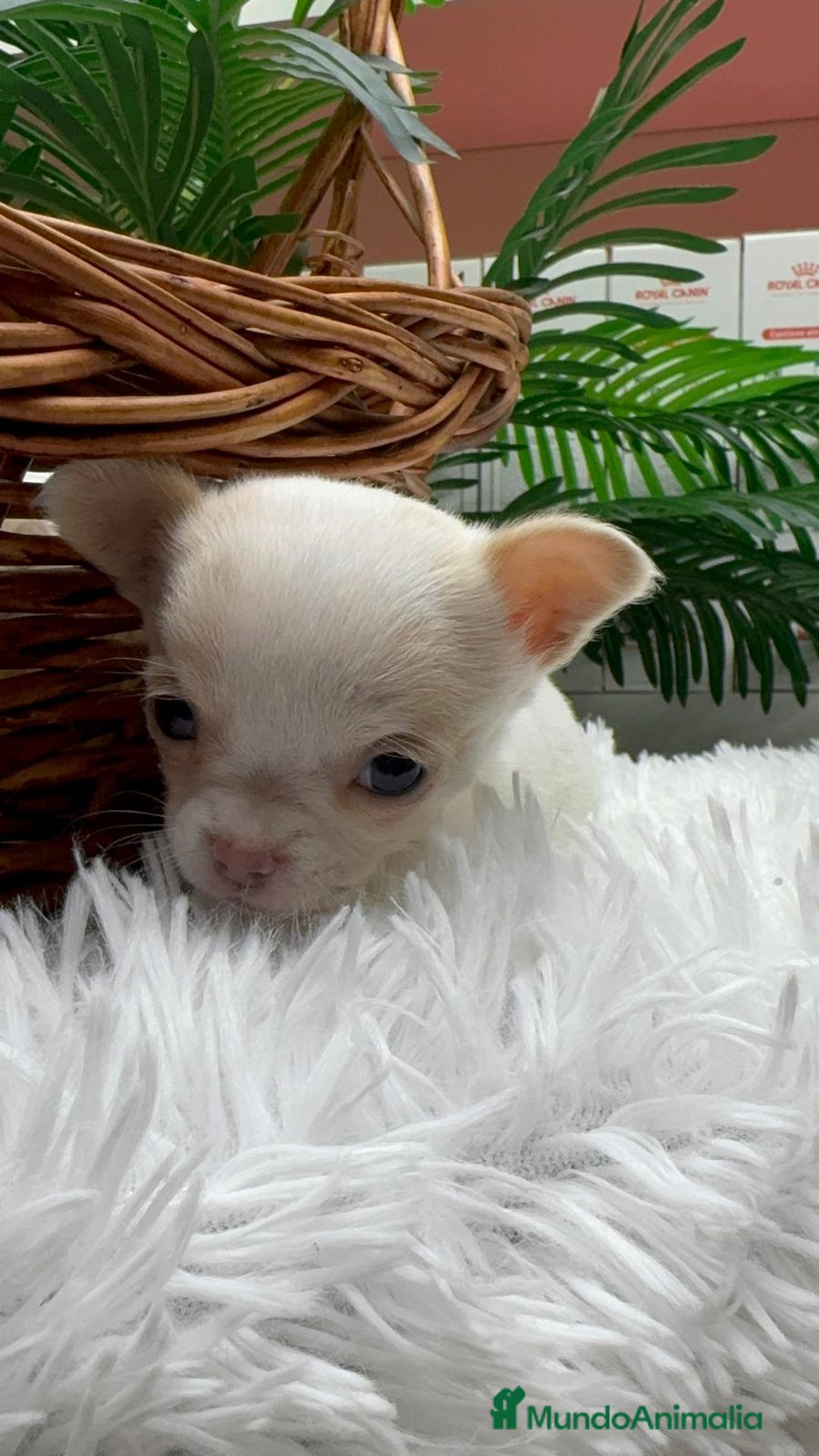 Chihuahua perros en venta: CHIHUAHUA HEMBRA - Anuncio 19