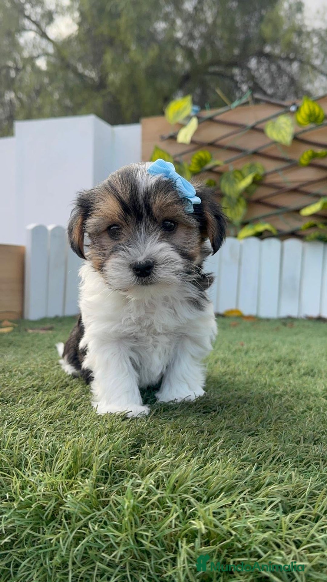 Yorkshire Terrier perros en venta: YORKSHIRE BIEWER - Anuncio 5